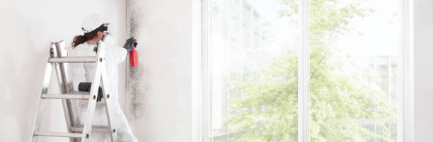 Environmental Consulting for Mold Prevention in Seguin, TX